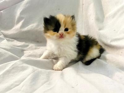Persian Babies - Persian - Gallery Photo #1