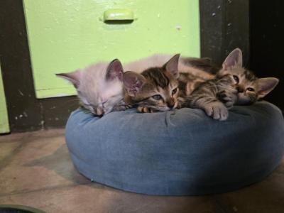 Littles - British Shorthair - Gallery Photo #1