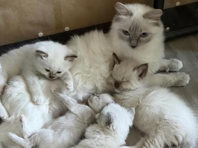 Lilys Babies - Ragdoll - Gallery Photo #1