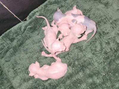 Love - Sphynx - Gallery Photo #1