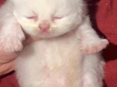 TICA Ragdolls - Ragdoll - Gallery Photo #1