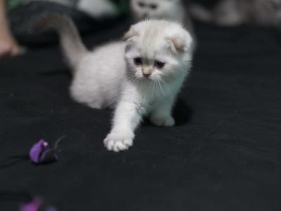 Bella - Scottish Fold - Gallery Photo #1