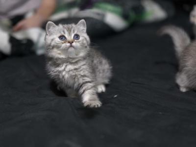 Tabby - Scottish Straight - Gallery Photo #1