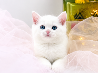 Scottish Straight Male Cute Kitten - Scottish Straight - Gallery Photo #1