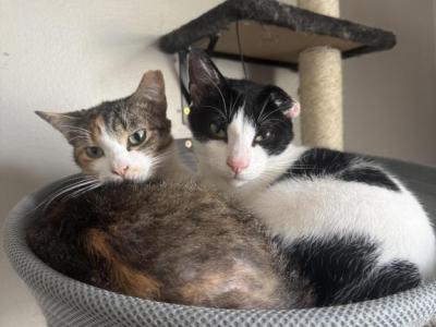 Primrose And Montero - Domestic - Gallery Photo #1