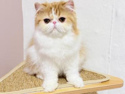 Peele - Persian - Gallery Photo #1