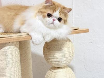 Key Is Reserved - Persian - Gallery Photo #1