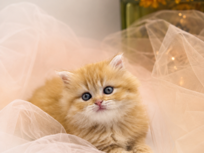 Cute Kitten Scottish Straight Female - Scottish Straight - Gallery Photo #1