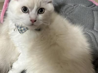 Future STUD Kats Ravishing Ragdolls NOT FOR SALE - Ragdoll - Gallery Photo #1