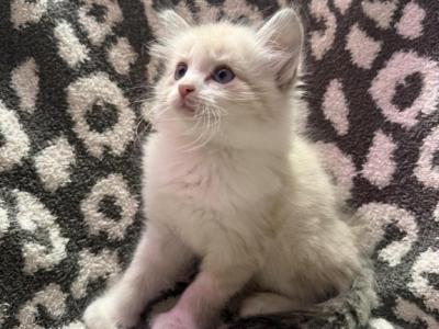 Your Choice - Siamese - Gallery Photo #1