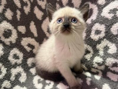 Blue Eye Baby - Siamese - Gallery Photo #1