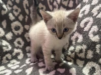 Beautiful Baby - Siamese - Gallery Photo #1