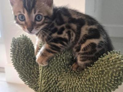Shket - Bengal - Gallery Photo #1
