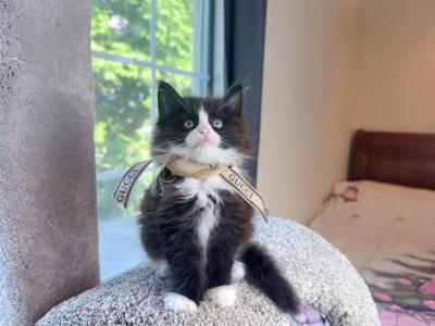 MC045 - Maine Coon - Gallery Photo #1