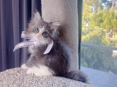 MC046 - Maine Coon - Gallery Photo #1