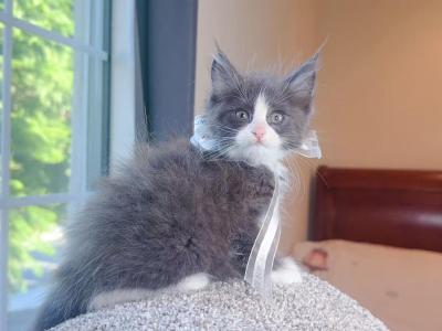 MC047 - Maine Coon - Gallery Photo #1