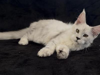 A Very Affectionate Boy - Maine Coon - Gallery Photo #1
