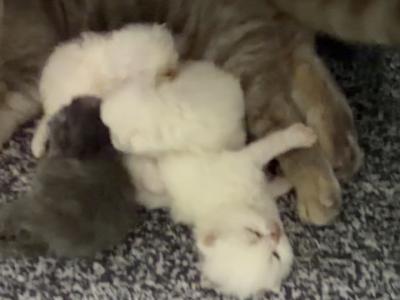 Exotic Litter Kittens - Exotic - Gallery Photo #1