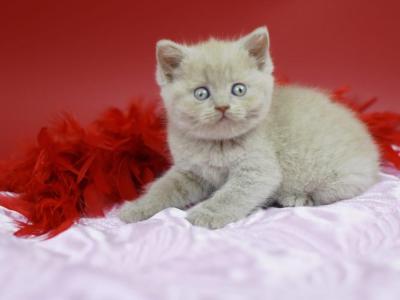 Yana - British Shorthair - Gallery Photo #1