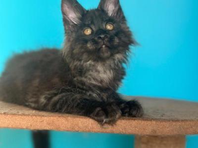 Titos - Maine Coon - Gallery Photo #1