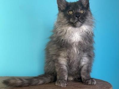 Tom - Maine Coon - Gallery Photo #1
