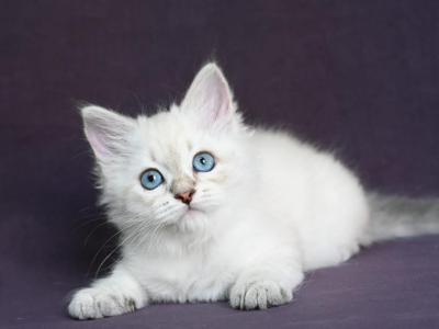 Gelli - Siberian - Gallery Photo #1
