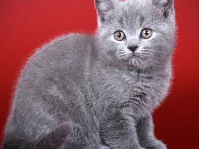 Dallas - British Shorthair - Gallery Photo #1