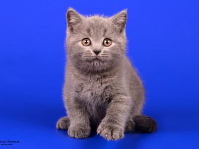 Daira - British Shorthair - Gallery Photo #1