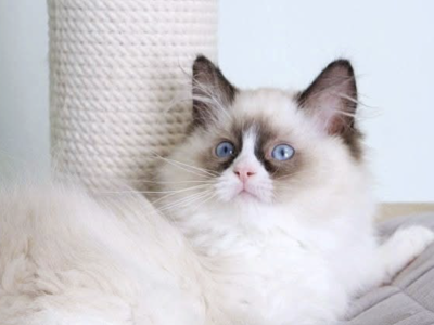 Sonic - Ragdoll - Gallery Photo #1