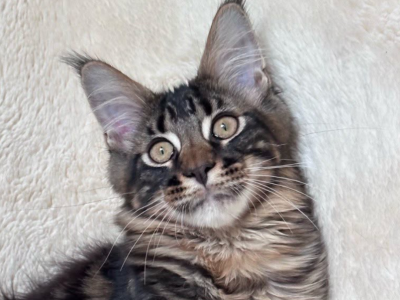 Ignate - Maine Coon - Gallery Photo #1
