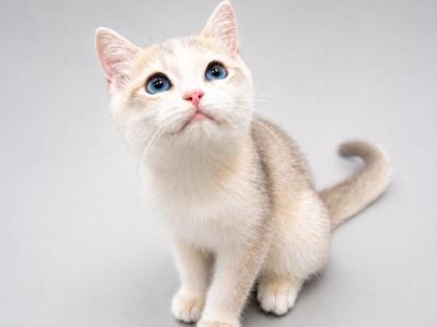 Velvet - British Shorthair - Gallery Photo #1