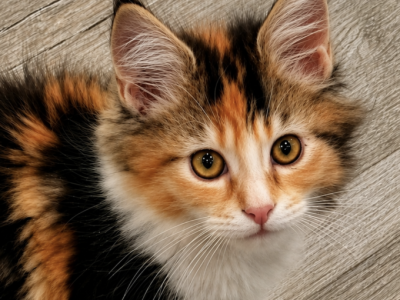 Versace - Maine Coon - Gallery Photo #1