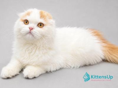 Pumpkin - Scottish Fold - Gallery Photo #1