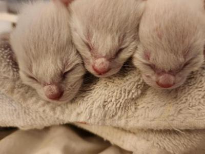 Siamese Kittens - Siamese - Gallery Photo #1