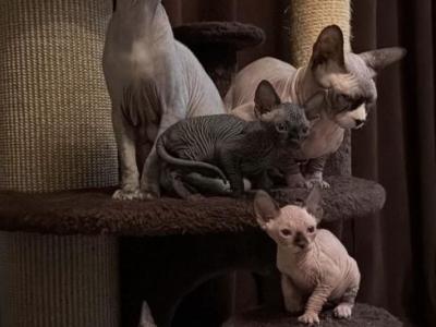 Sphynx Kittens - Sphynx - Gallery Photo #1