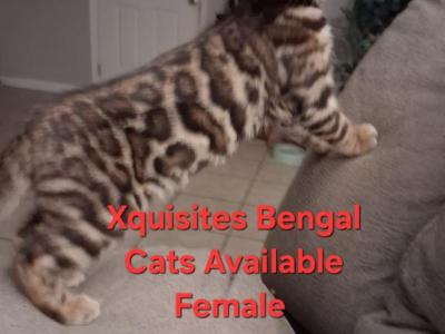 Female - Bengal - Gallery Photo #1