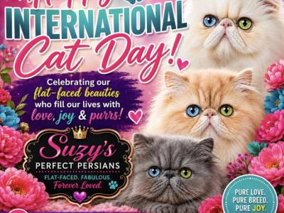 Snowball - Persian - Gallery Photo #1