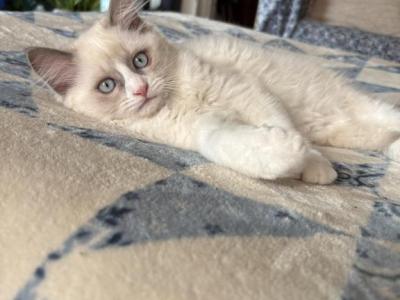 Summer Ragdoll Kittens Litter Ad - Ragdoll - Gallery Photo #1