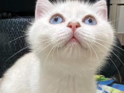 Tofu - British Shorthair - Gallery Photo #1