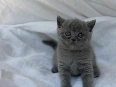 Luna - British Shorthair - Gallery Photo #1