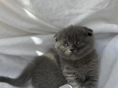 Bella - British Shorthair - Gallery Photo #1