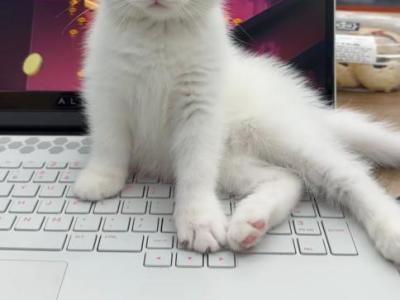 Snowy's Kittens - Scottish Straight - Gallery Photo #1