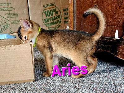 Star Babies - Abyssinian - Gallery Photo #1