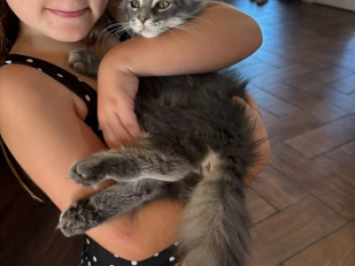 Blue And White Tabby - Maine Coon - Gallery Photo #1