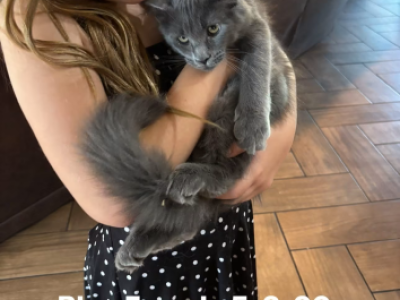 Blue Female - Maine Coon - Gallery Photo #1