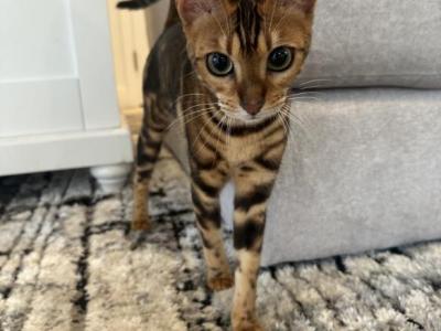 Bengal Kitten - Bengal - Gallery Photo #1