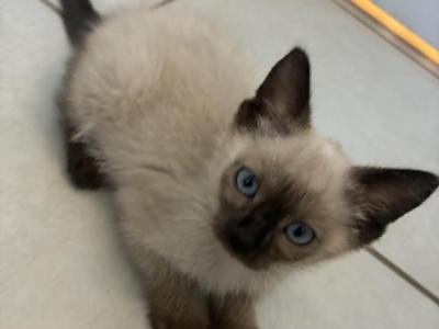 Tobby - Siamese - Gallery Photo #1