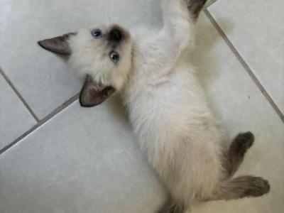 Mia - Siamese - Gallery Photo #1