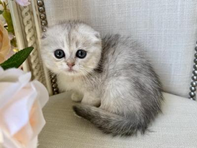 Scottish Fold Silver Female - Scottish Fold - Gallery Photo #1