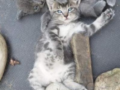 2 Boys 1 Girl - Manx - Gallery Photo #1